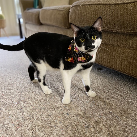 Meet your Posher, Stephanie - Picture 1 of 1